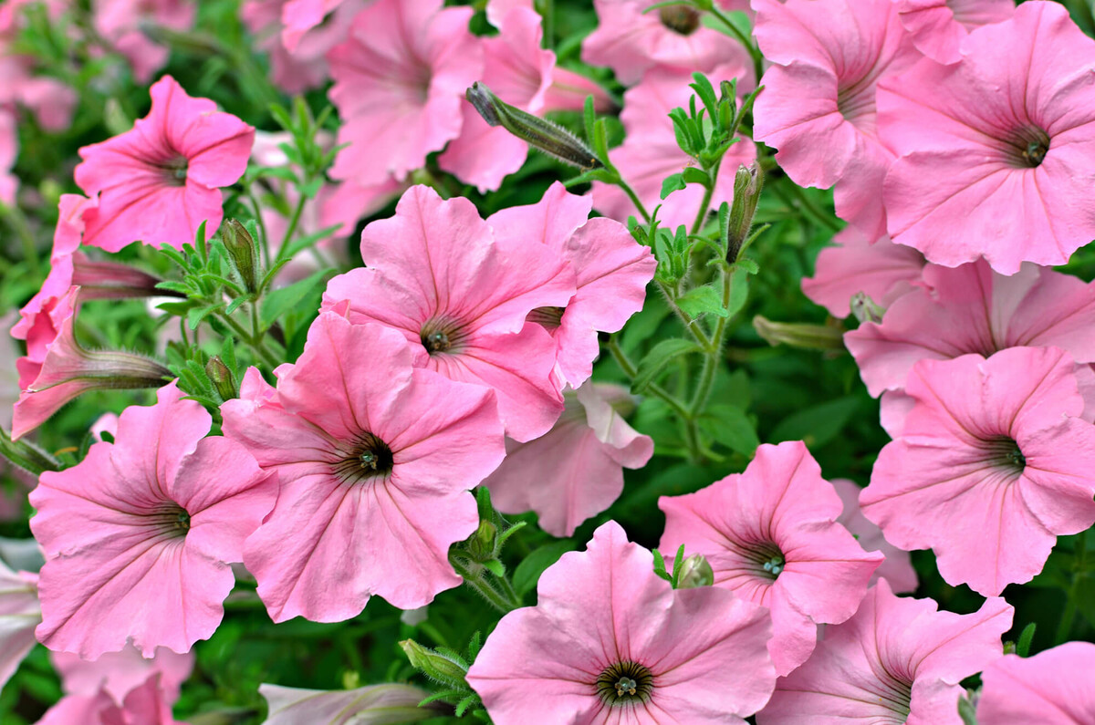 petunia-grandiflora-success-tr-pink-morn-starkl